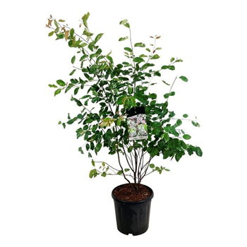 Amelanchier lamarckii F00007695