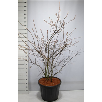 Amelanchier lamarckii F00006542