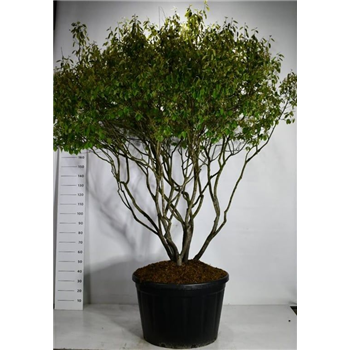 Amelanchier lamarckii F00006269