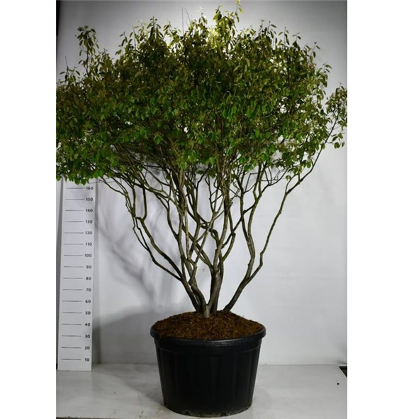 Amelanchier lamarckii F00006269