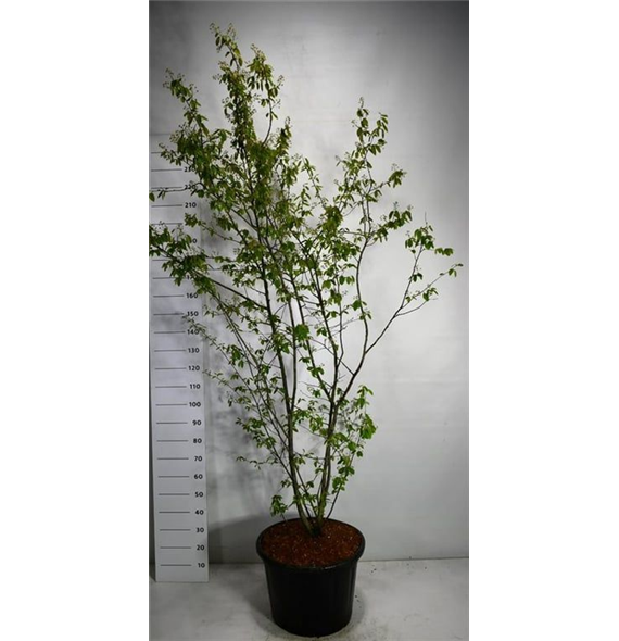 Amelanchier lamarckii F00005274
