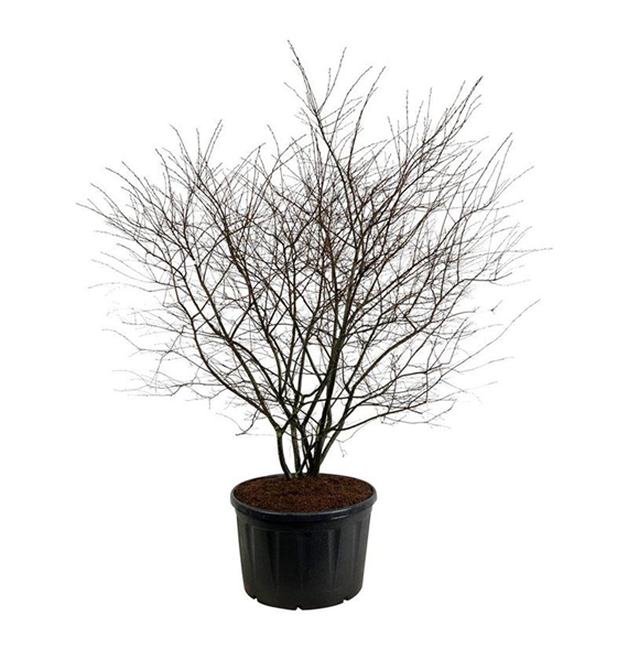 Amelanchier lamarckii F00007155