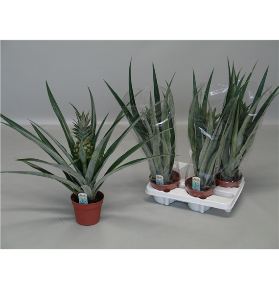 Ananas Champaca F00000578