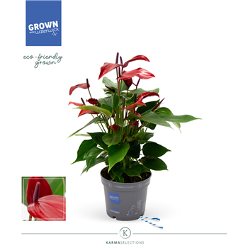 Anthurium 'Banderola Lava' F00001977