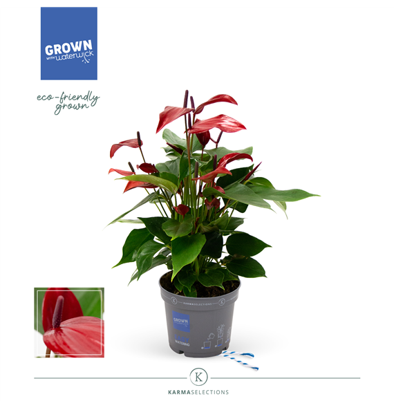 Anthurium 'Banderola Lava' F00001977