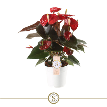 Anthurium 'Coral Champion' F00004486
