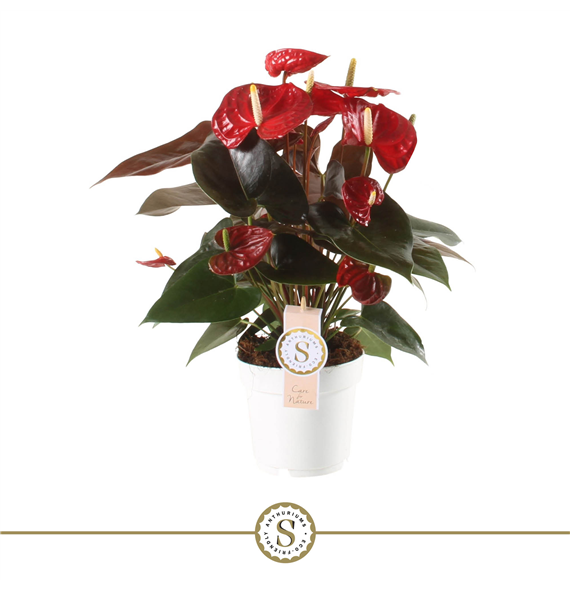 Anthurium 'Coral Champion' F00004486