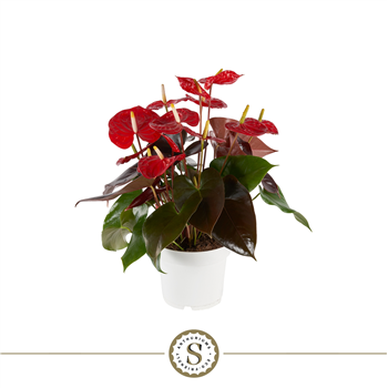 Anthurium 'Coral Champion' F00000225