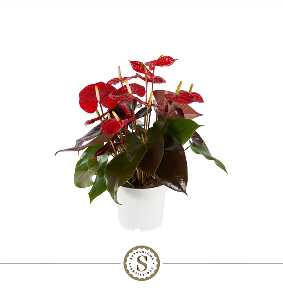 Anthurium 'Coral Champion' F00000225