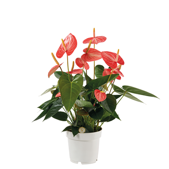 Anthurium 'Livium Orange' F00000454