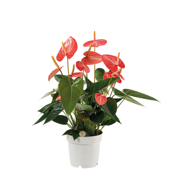 Anthurium 'Livium Orange' F00000454