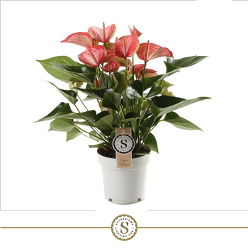 Anthurium 'Livium Red' F00004487