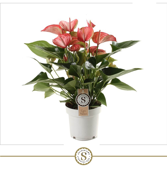 Anthurium 'Livium Red' F00004487