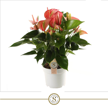 Anthurium 'Livium Red' F00004488