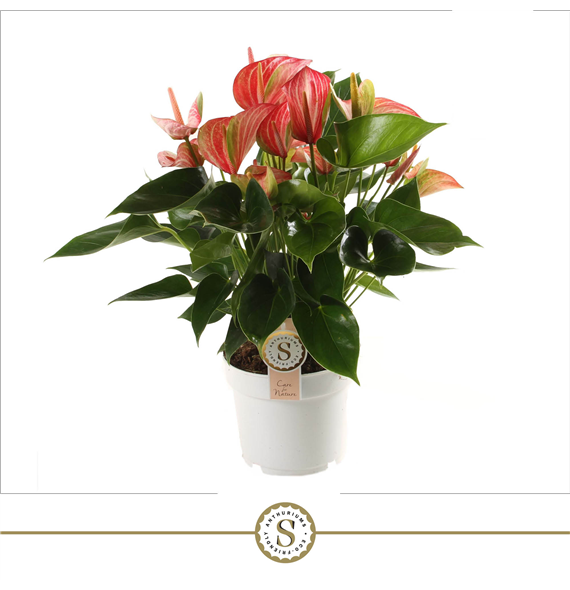 Anthurium 'Livium Red' F00004488