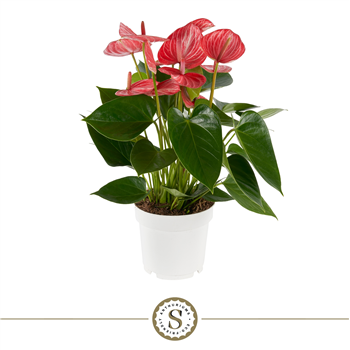 Anthurium 'Livium Ruby' F00004484