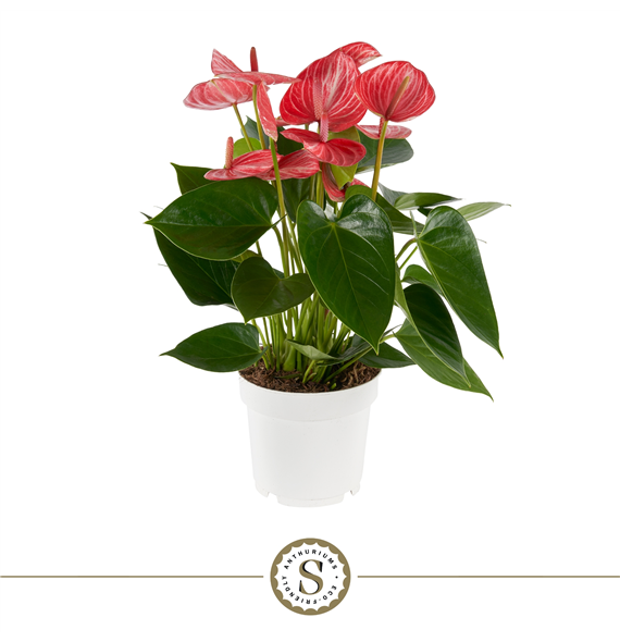 Anthurium 'Livium Ruby' F00004484