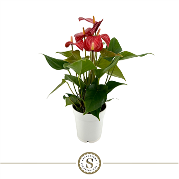 Anthurium 'Livium' F00000221
