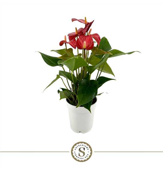 Anthurium 'Livium' F00000221