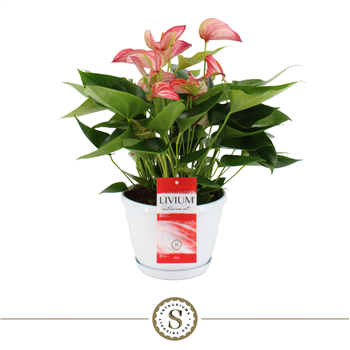 Anthurium 'Livium' F00000206