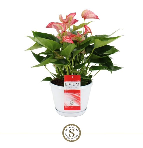 Anthurium 'Livium' F00000206