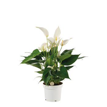 Anthurium 'Mille Fleurs Cava' F00000043