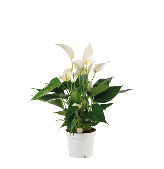 Anthurium 'Mille Fleurs Cava' F00000043