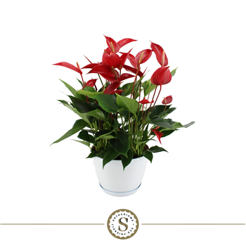 Anthurium 'Mille Fleurs Roja' F00000049