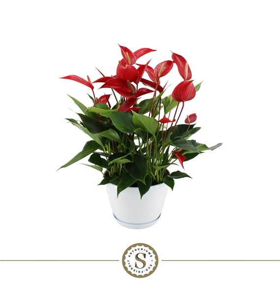 Anthurium 'Mille Fleurs Roja' F00000049