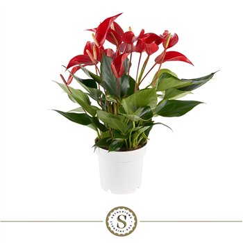 Anthurium 'Mille Fleurs Roja' F00000045