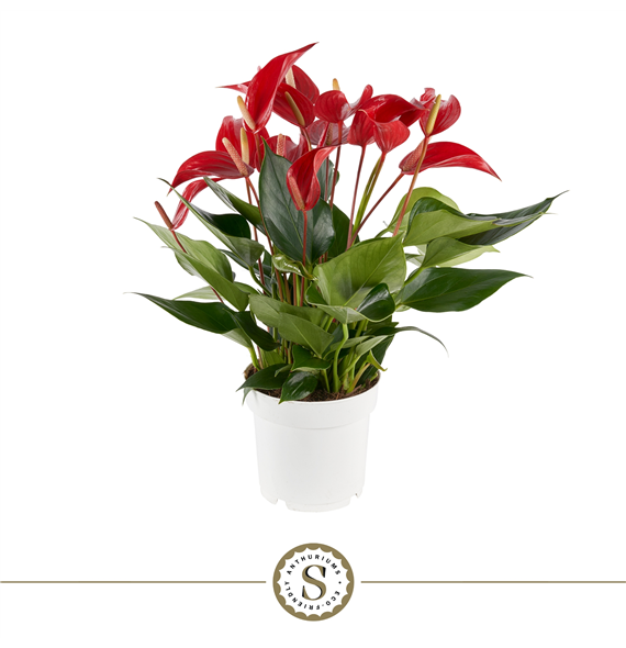 Anthurium 'Mille Fleurs Roja' F00000045