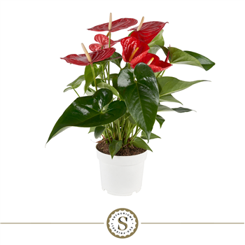 Anthurium 'Minnesota' F00000048