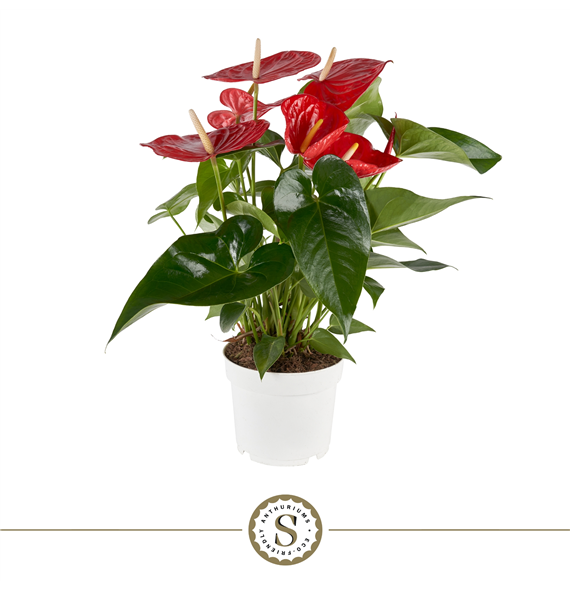 Anthurium 'Minnesota' F00000048