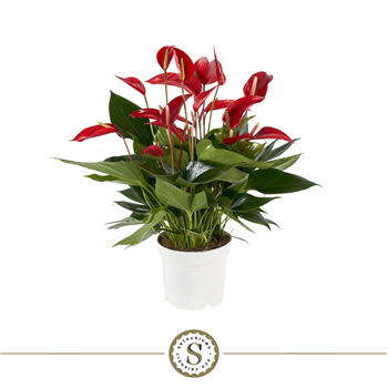 Anthurium 'Mille Fleurs Roja' F00000047