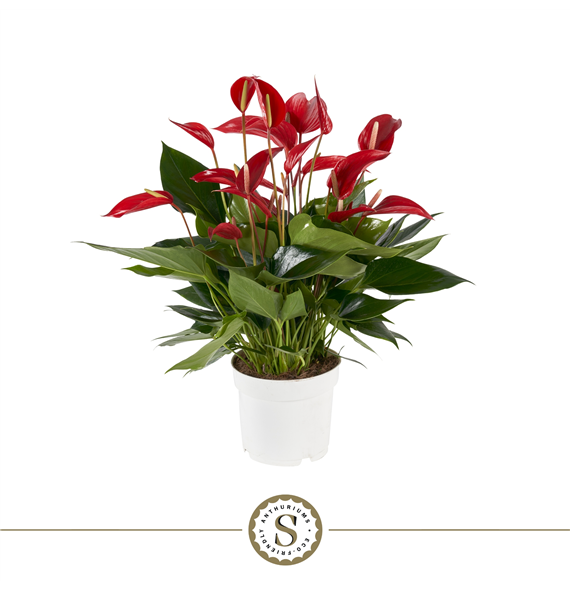 Anthurium 'Mille Fleurs Roja' F00000047