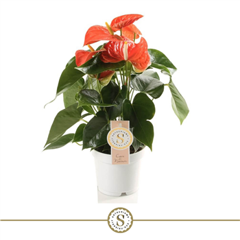 Anthurium 'Orange Champion' F00000233