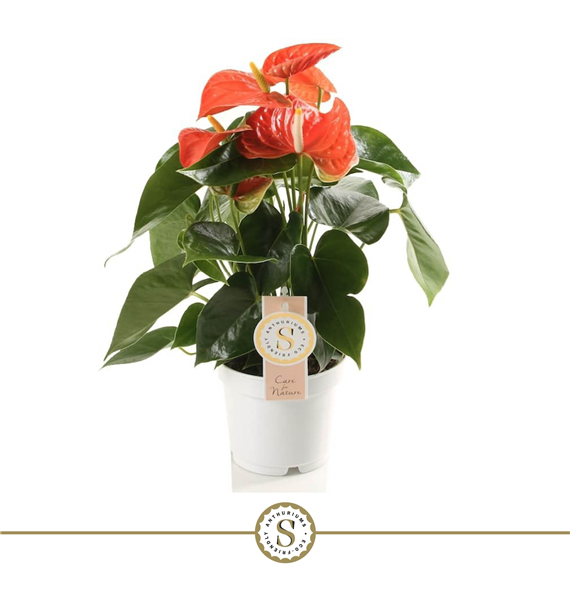 Anthurium 'Orange Champion' F00000233