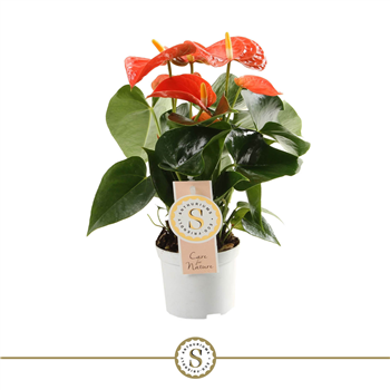 Anthurium 'Orange Champion' F00000050