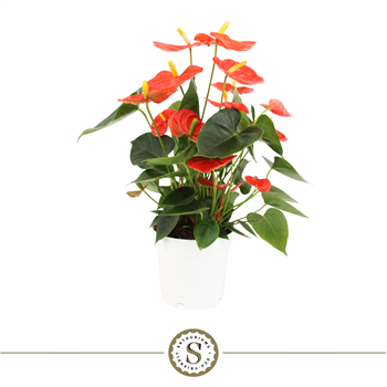 Anthurium 'Orange Champion' F00000223