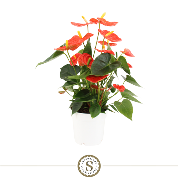 Anthurium 'Orange Champion' F00000223