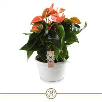 Anthurium 'Orange Champion' F00000240