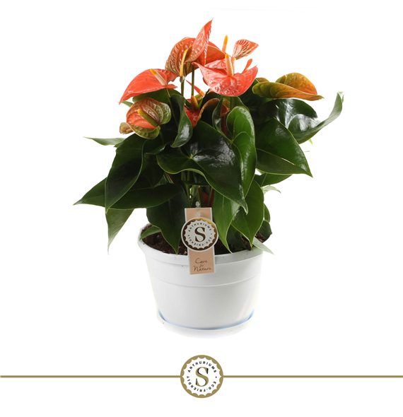 Anthurium 'Orange Champion' F00000240