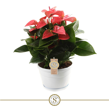 Anthurium 'Pink Champion' F00000241