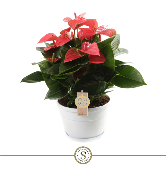 Anthurium 'Pink Champion' F00000241