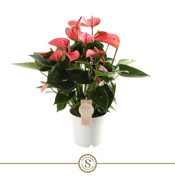Anthurium 'Pink Champion' F00000234