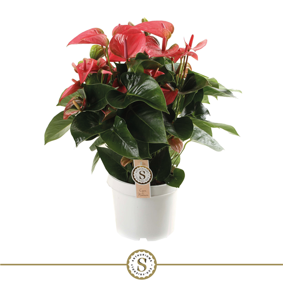 Anthurium 'Pink Champion' F00000105