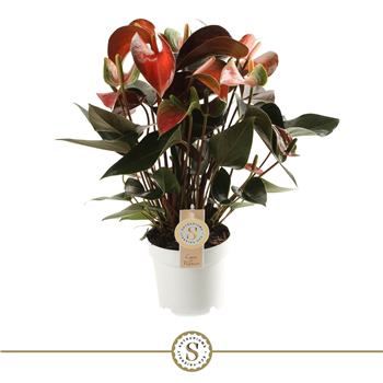 Anthurium 'Rainbow Champion' F00000232