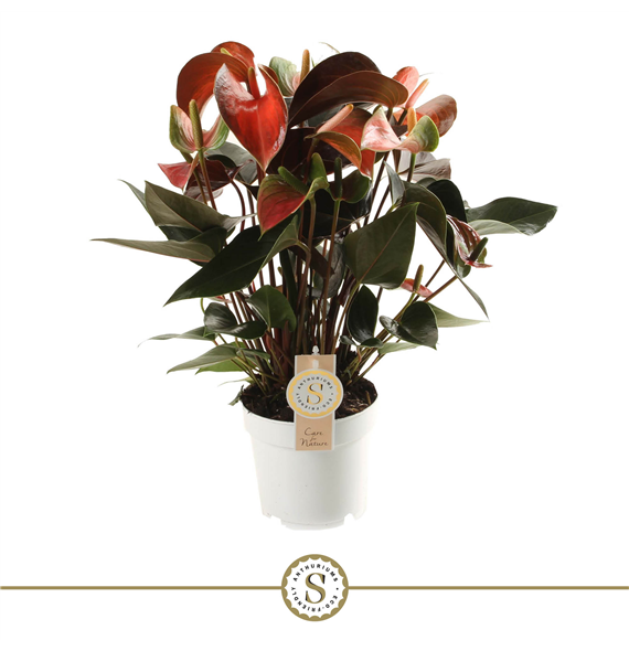 Anthurium 'Rainbow Champion' F00000232