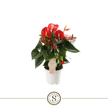 Anthurium 'Red Champion' F00000215