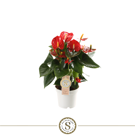 Anthurium 'Red Champion' F00000215